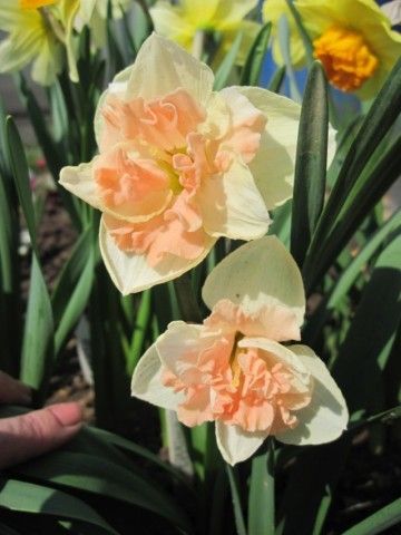 Vanila Peach