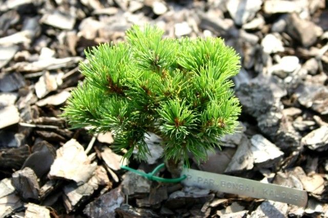 Pinus parivflora Bonsai Kaloush