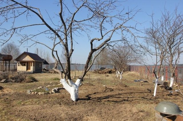 роща
