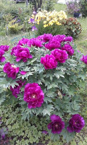 IMG 20130620 WA0011