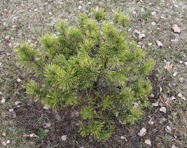 pinus 1