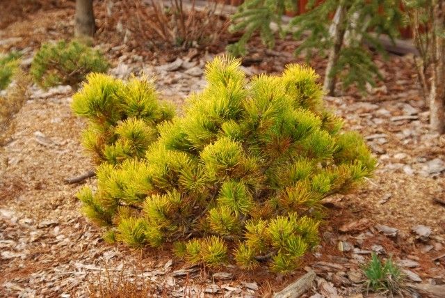 Pinus mugo Ophir