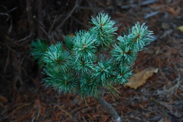 Pinus parviflora Tano mano uki 3