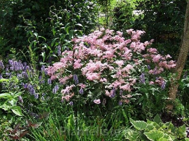 Filipendula Red Umbrella