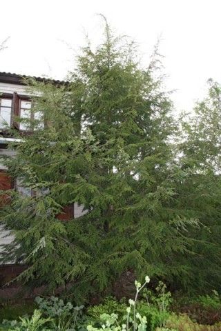 тсуга tsuga kanadensis 13 1 твс