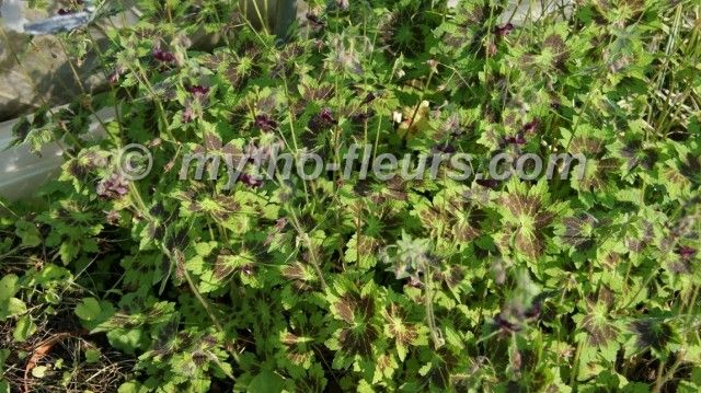 geranium phaeum samobor 3