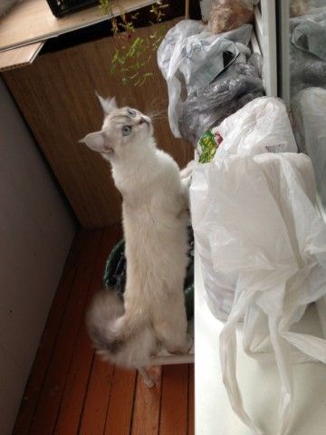 Фунт