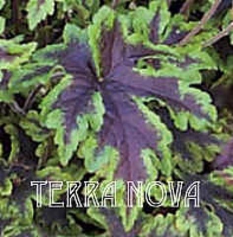 Tiarella 20x 20 Neon 20Lights2 20TN