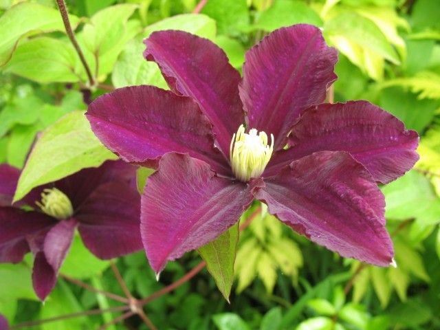062