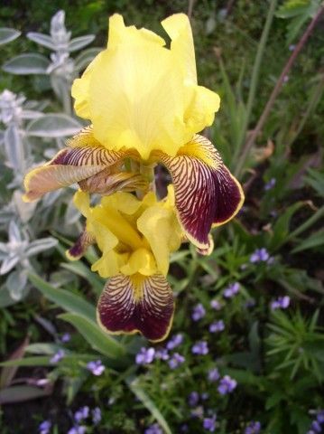 Ирис бородатый