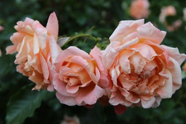 Ruffle s Dream  6