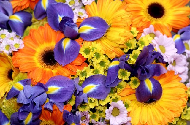 irisy gerbery hrizantemy cvety buket yarko 2400x1580