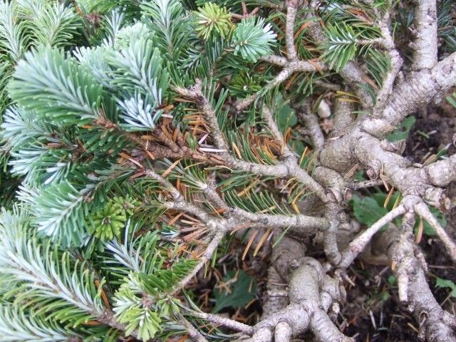 Abies veitchii Rumburk   1