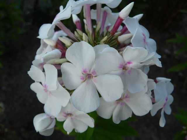 P1050091