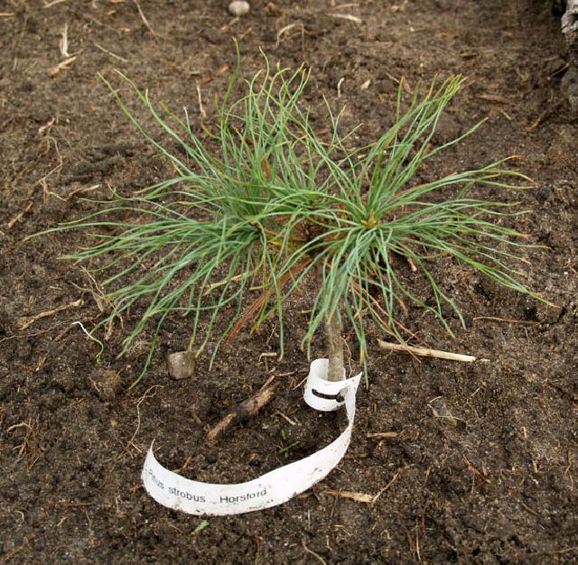 Pinus Strobus Horsford
