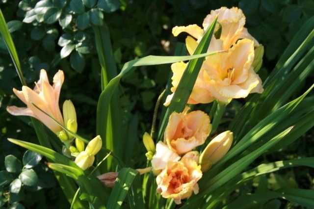 longfields pearl
