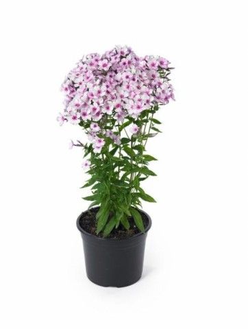 Phlox Early Light Pink