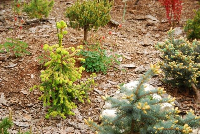 Picea abies Gold Drift  3