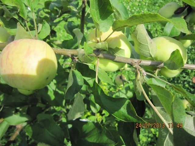 IMG 5554