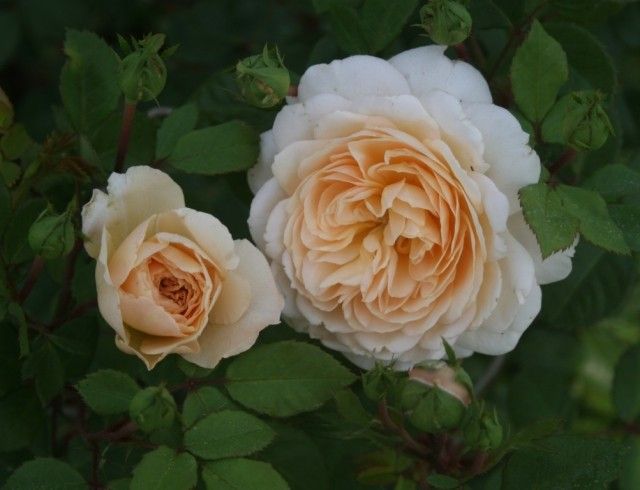 William Morris