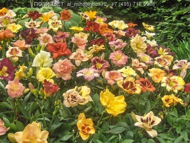 Hemerocallis Breeders Mix