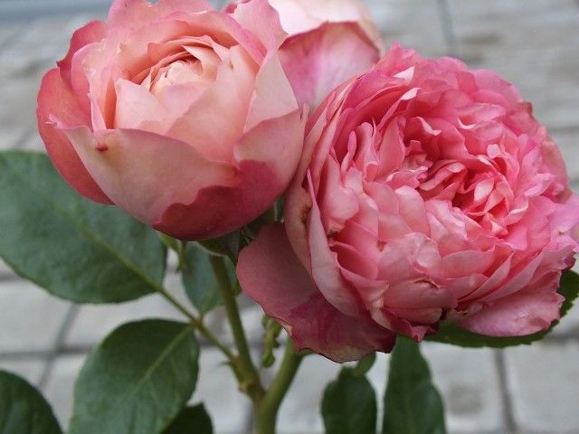 DSCF0854
