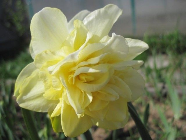 Obdam1