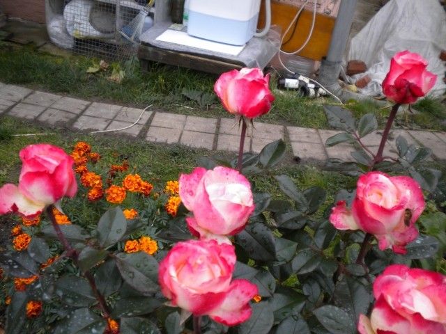 DSCN0469