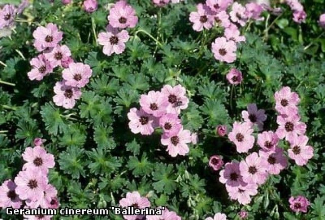 cinereum  Ballerina