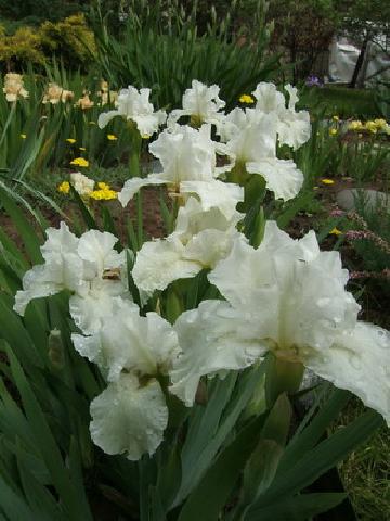 DSCF7440