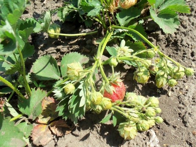 Изображение 061