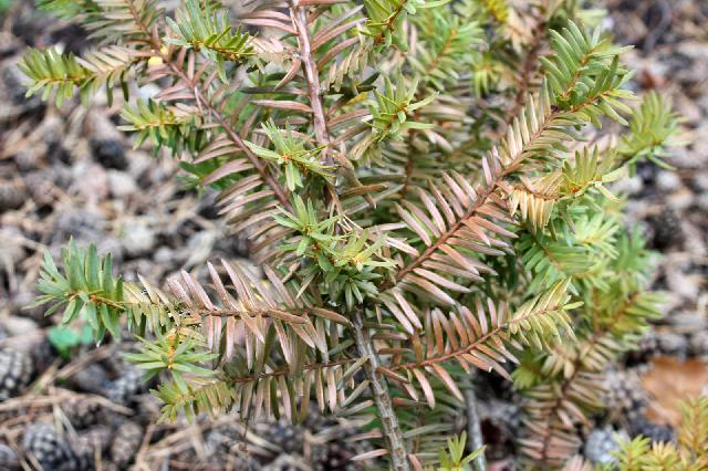 taxus 2