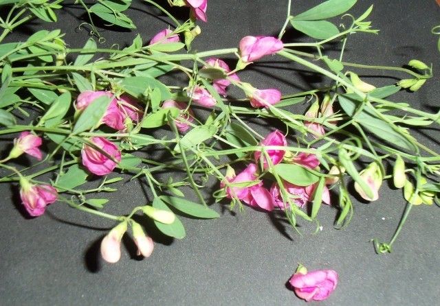 Изображение 153