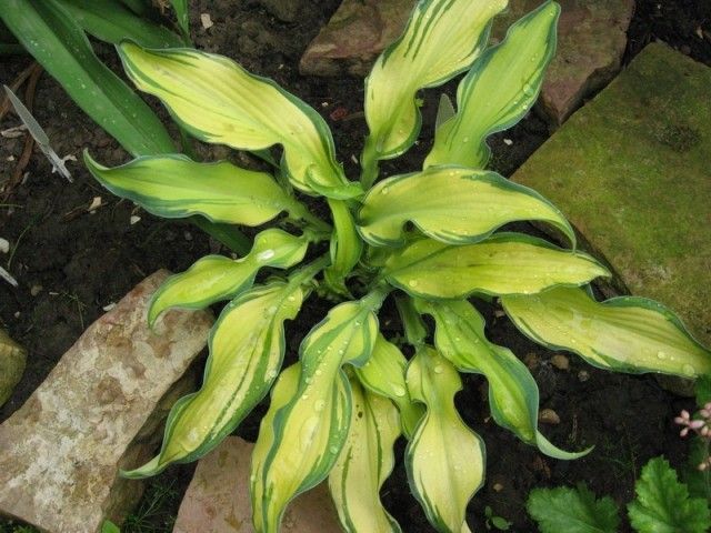 Hosta ripple effect