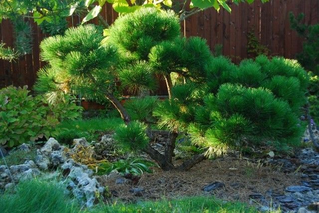 Pinus nigra Nana