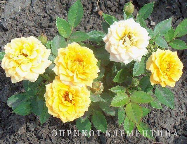 Изображение 049