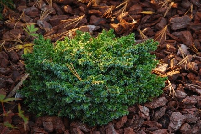 Picea omorika Pimoko 2011 год