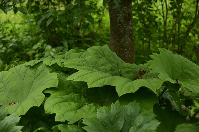 Darmera peltata