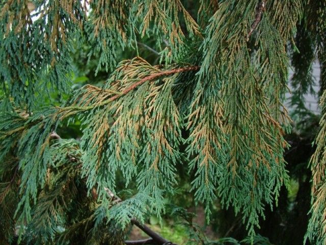 DSC01707