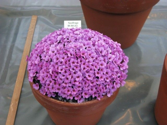 Англия 2010 527