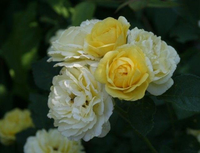 Golden Border 1