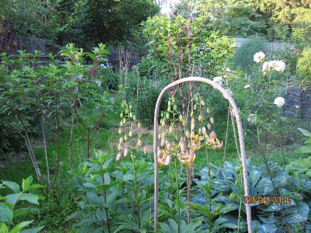 прошлогодние стебли2