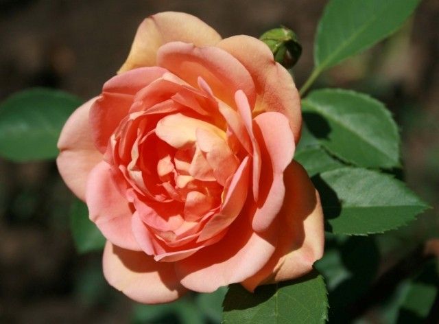 Lady of Shalott3