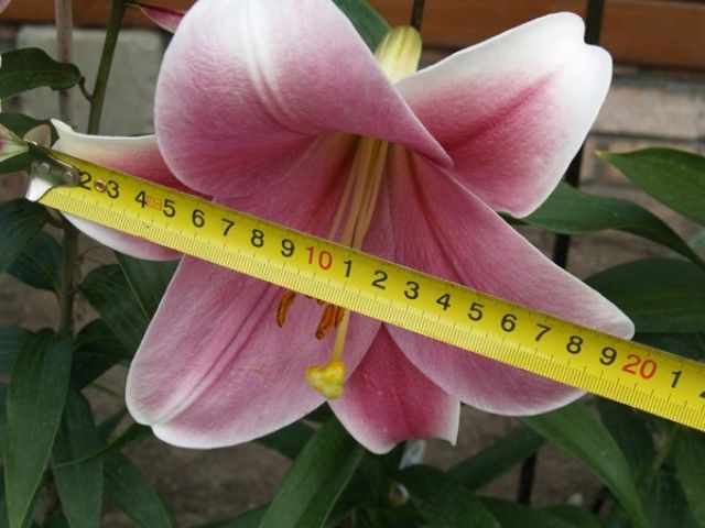 P7164792