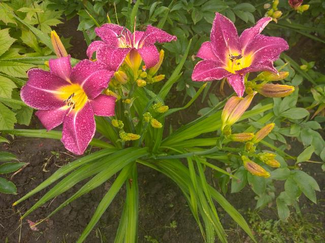 WP 20150720 18 44 39 Pro