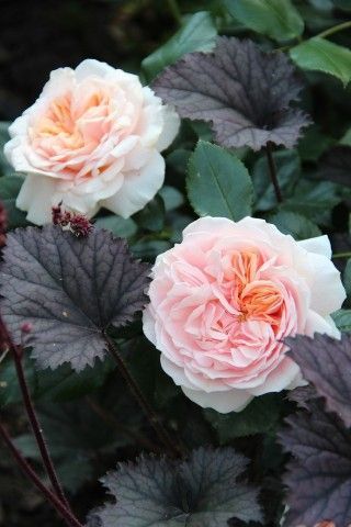 Garden of Roses  2