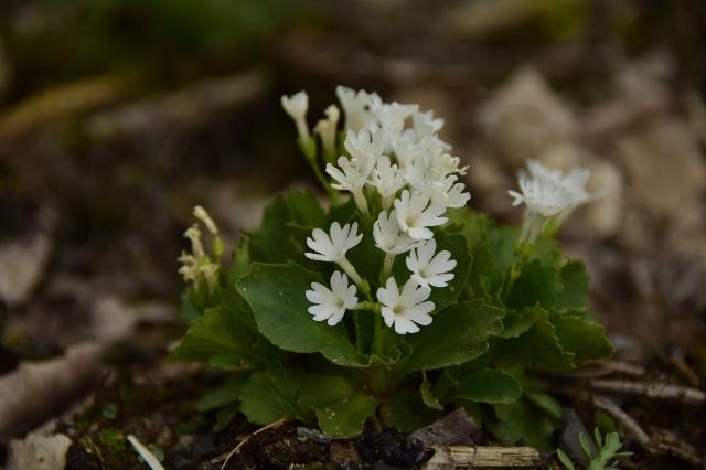 Primula hirsuta alba