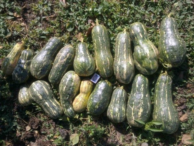 Тыква Мускатная 2012 10 08