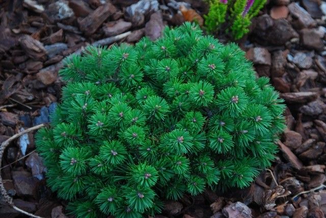 Pinus uncinata S S Maja 2011 год