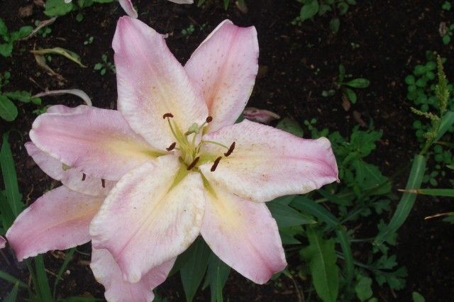 060